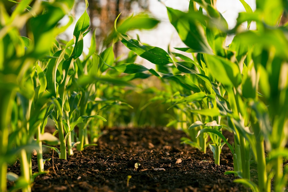 Monitoramento Agrícola